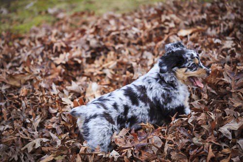 Australian Shepard - Best Quiet Dogs