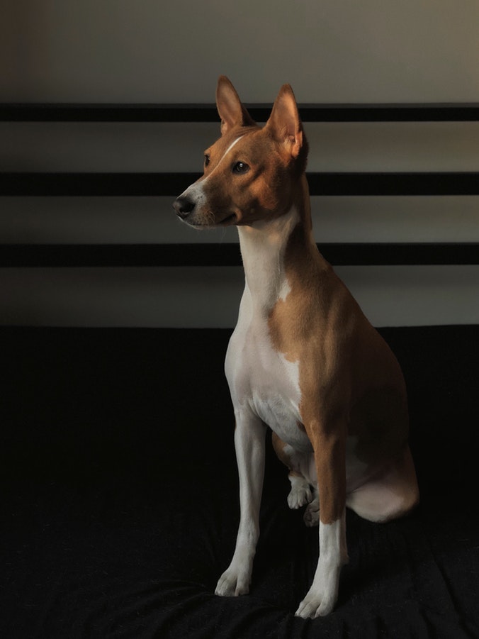 Basenji - Best Quiet Dogs