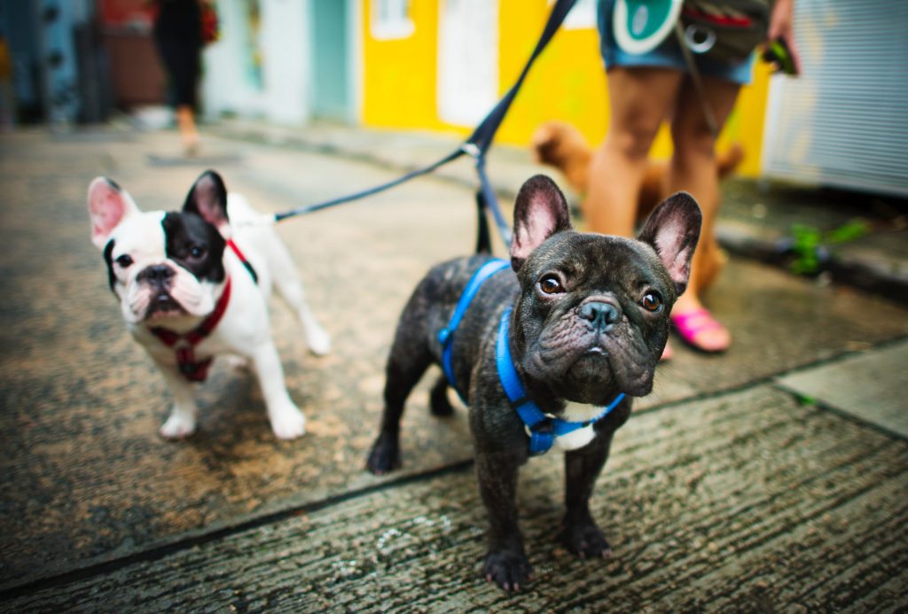 French Bulldogs - Best Quiet Dogs - Weloveourpets.net