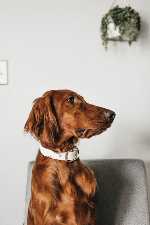 Irish Setter - Best Quiet Dogs