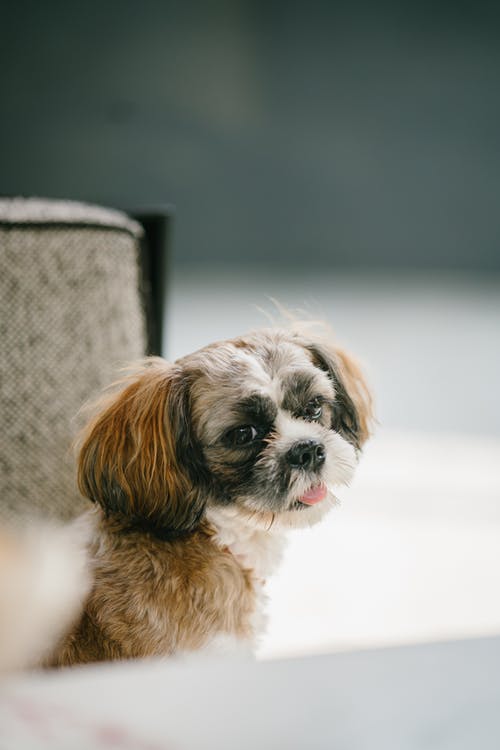 Japanese Shih Tzu - Best Quiet Dogs