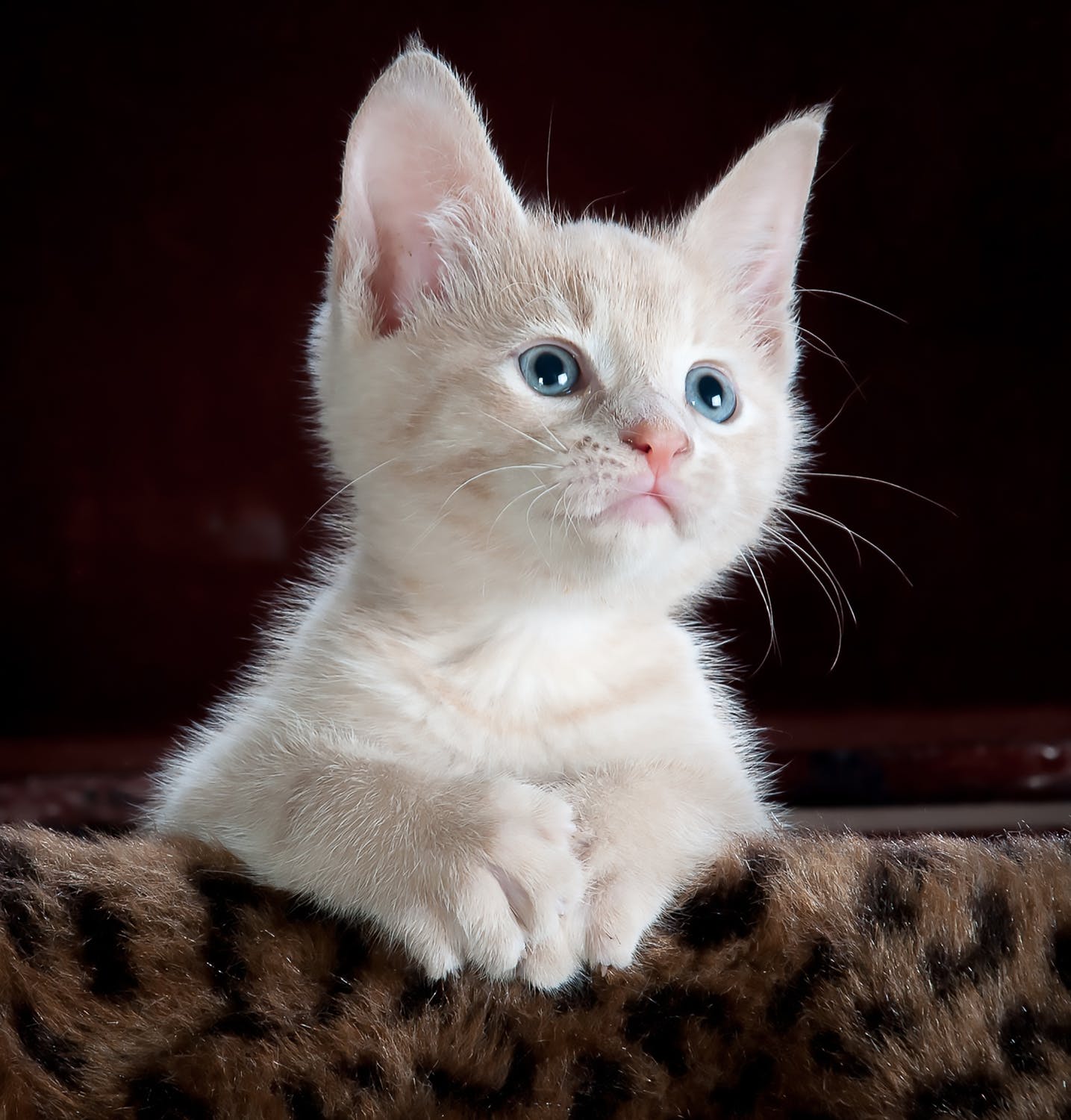 Understanding Meowing and Speaking to Cats