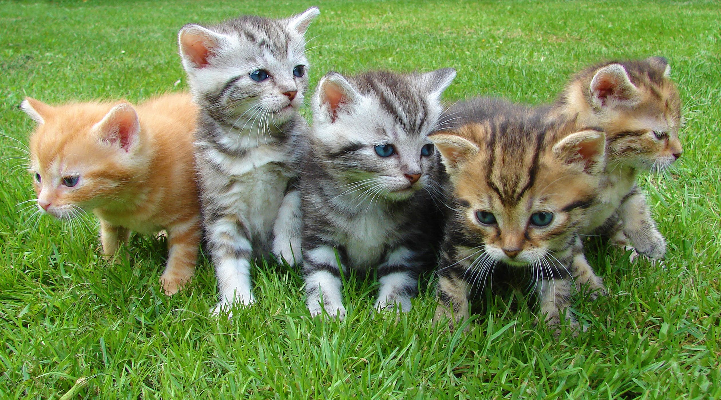 Understanding Cats & Their Body Language