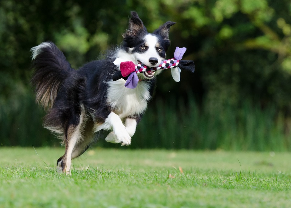 Border Collie - Different Types of Dog Breeds