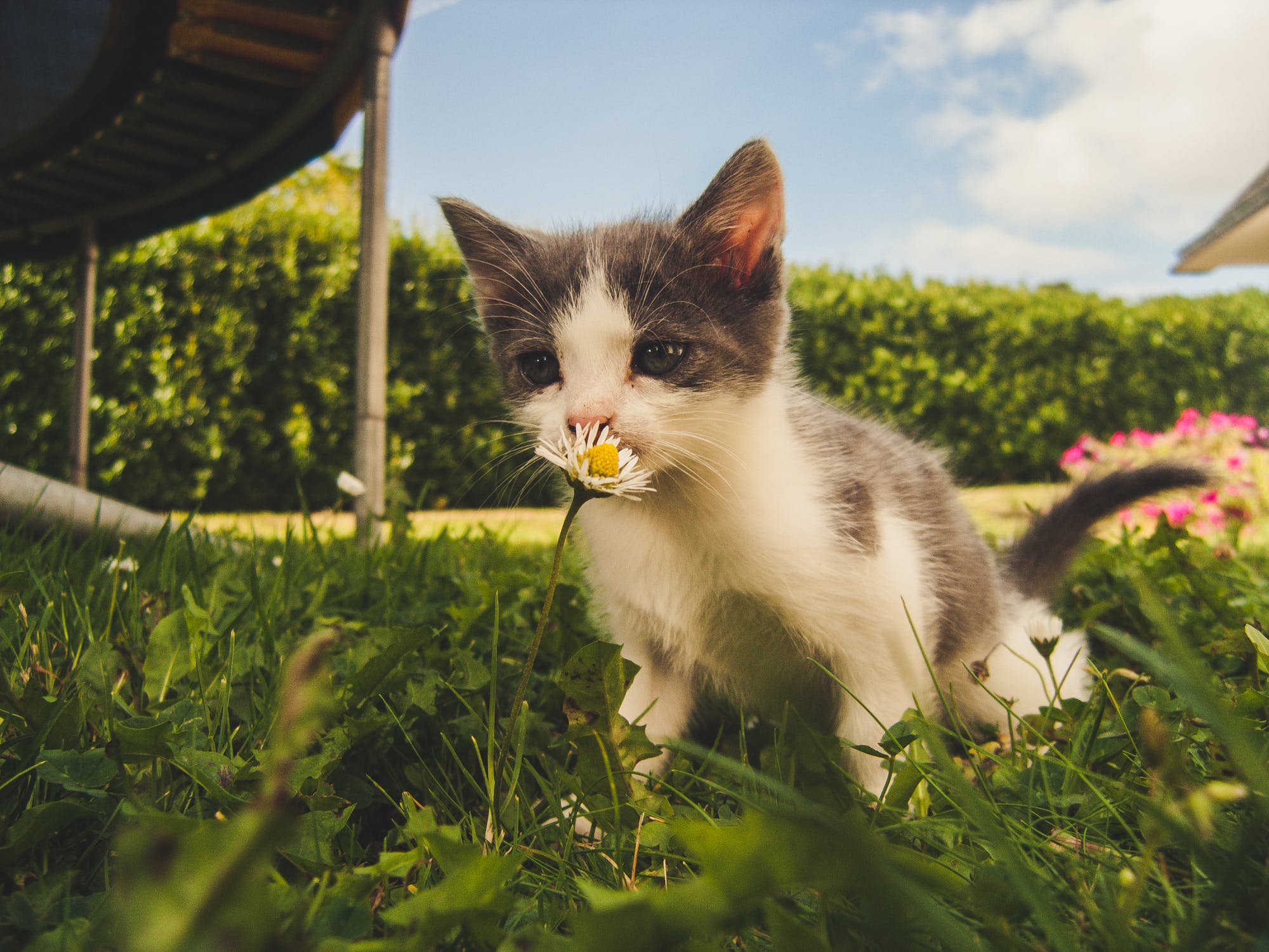 Cat collars with GPS