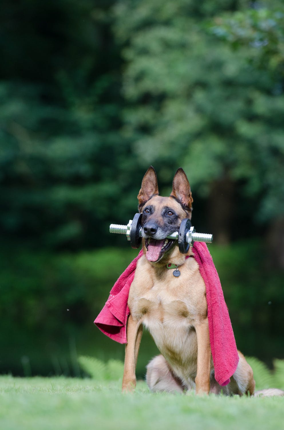 Dog Training Commands List – The Essentials