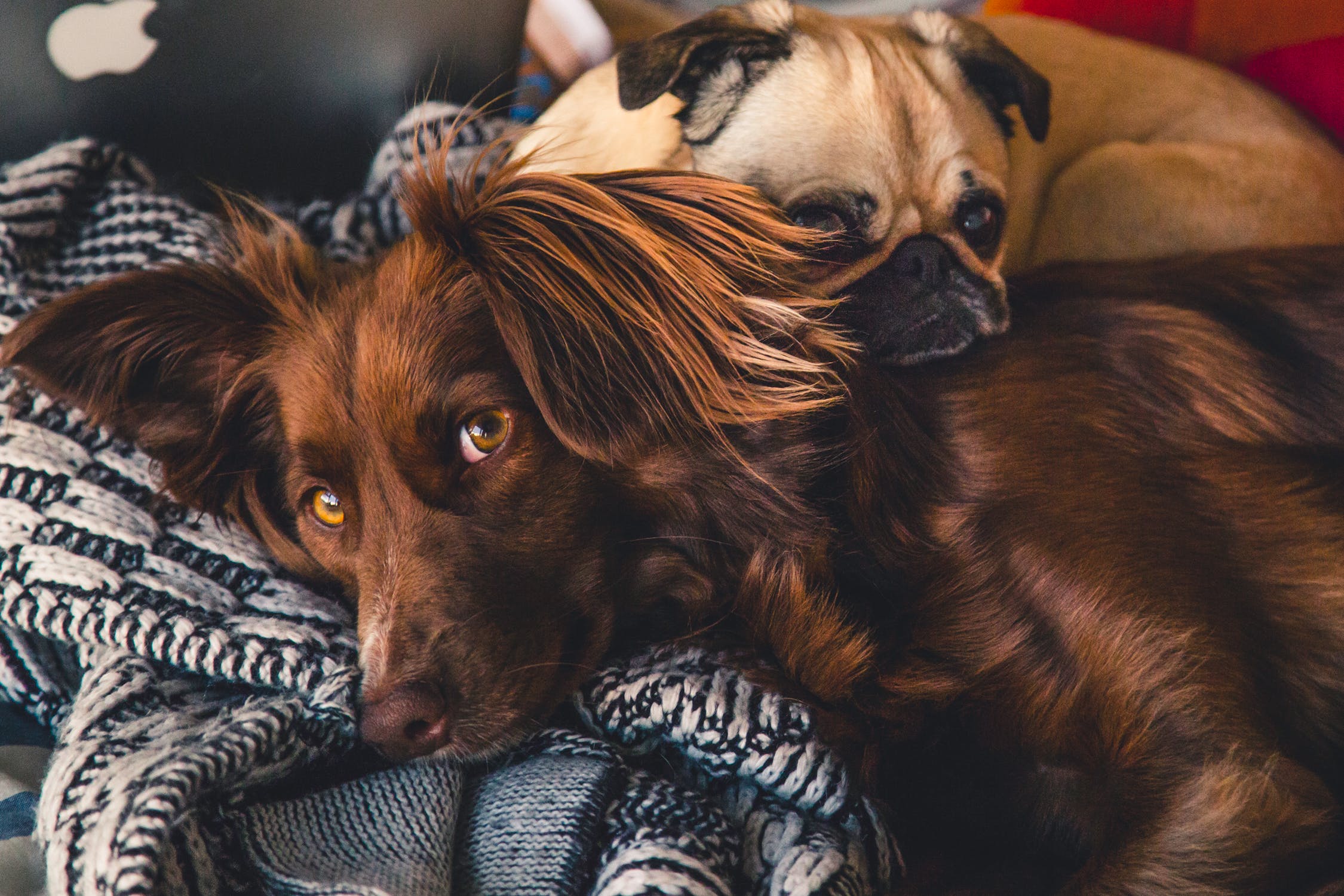 Different types of dog breeds for different personalities
