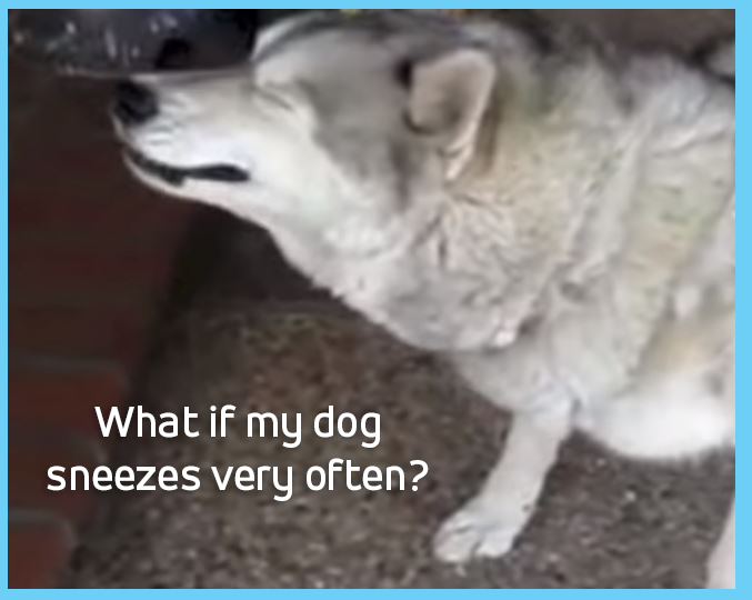 A dog sneezing