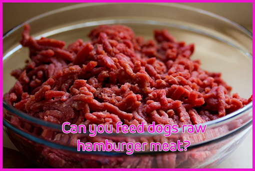 Can you feed dogs raw hamburger meat