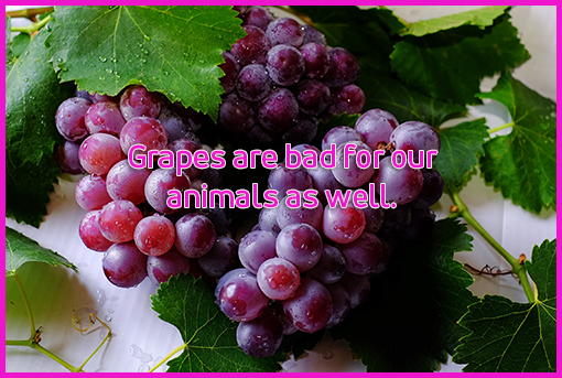 Grapes - food not to feed dogs